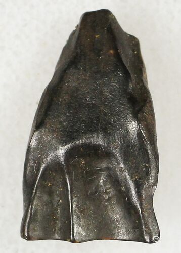 Triceratops Shed Tooth - Montana #20389